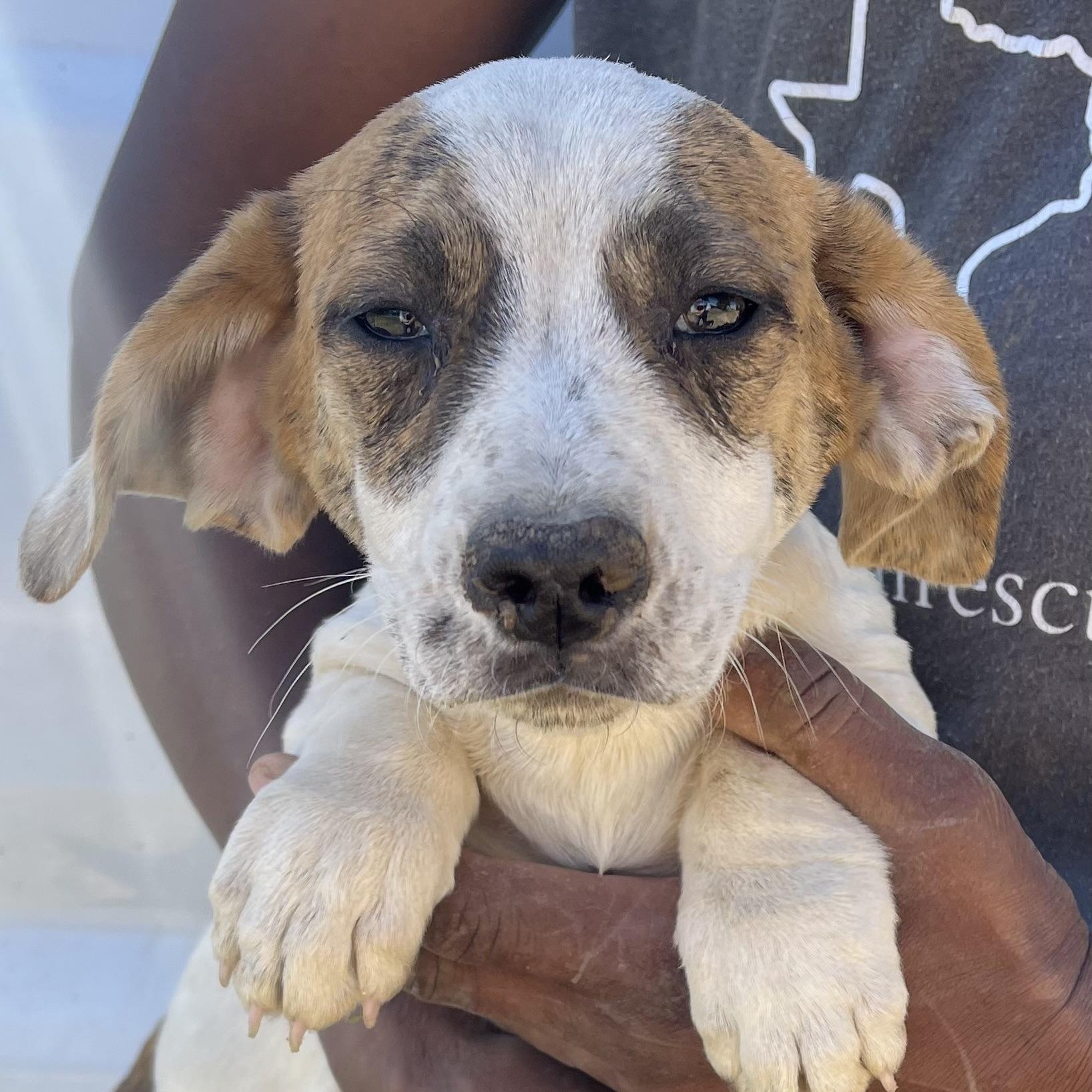 Lexi - Local March 13-15, adopted, Puppy Female Basset Hound.