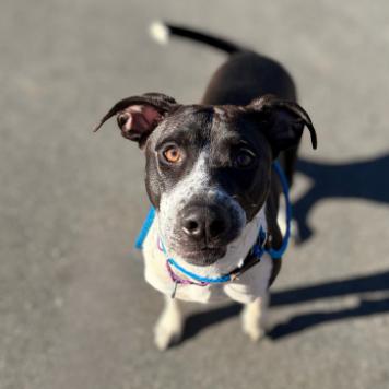 Enlarge Poinsettia, a Adoptable mixed breed in Concord, NC image 1/6