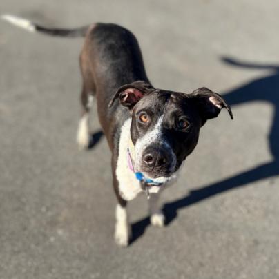 Enlarge Poinsettia, a Adoptable mixed breed in Concord, NC image 2/6
