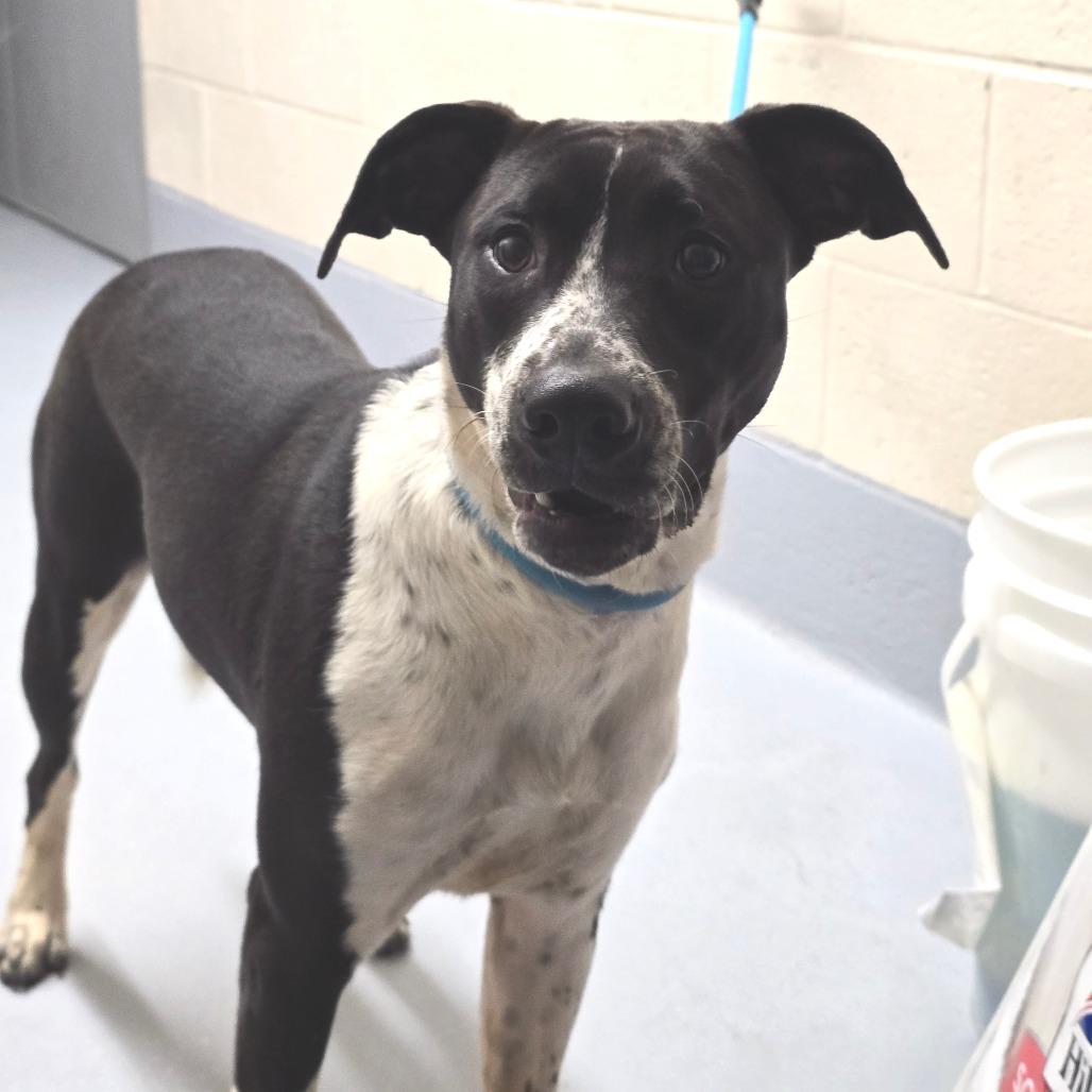 Enlarge Poinsettia, a Adoptable mixed breed in Concord, NC image 3/6