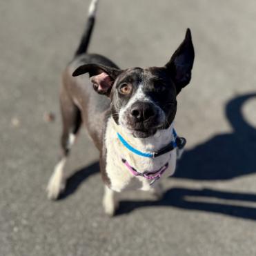 Enlarge Poinsettia, a Adoptable mixed breed in Concord, NC image 4/6