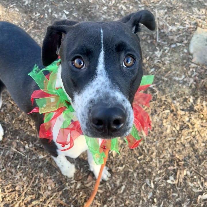 Enlarge Poinsettia, a Adoptable mixed breed in Concord, NC image 5/6