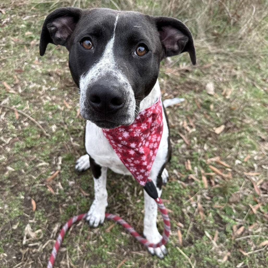 Enlarge Poinsettia, a Adoptable mixed breed in Concord, NC image 6/6