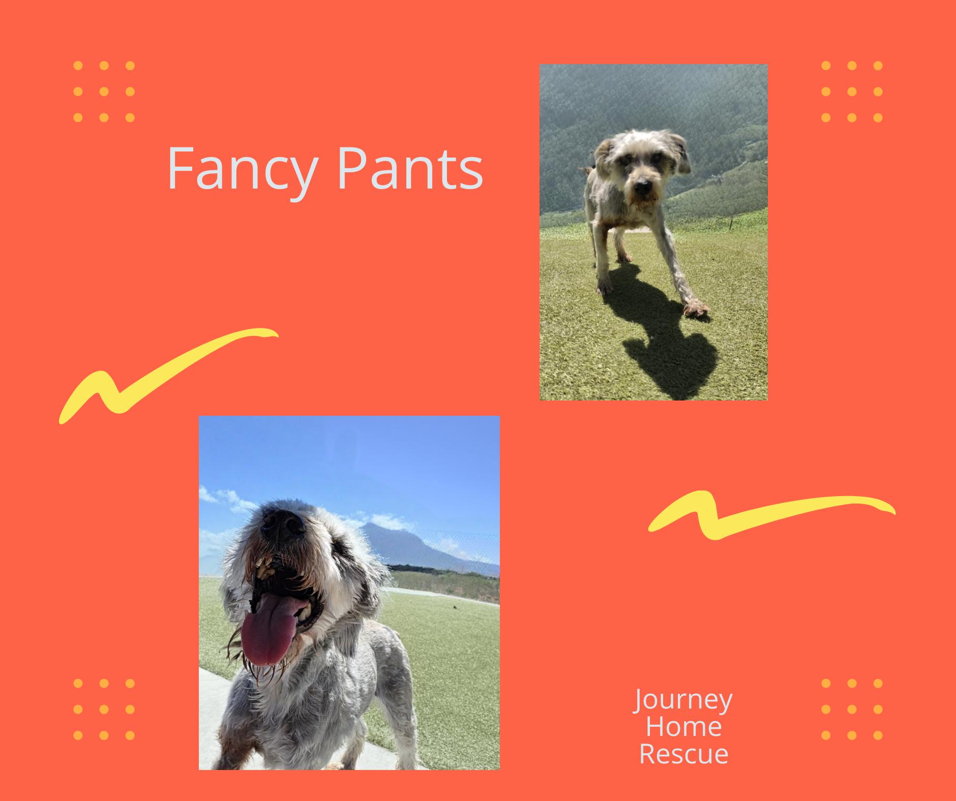 Enlarge Fancy Pants, a ADOPTABLE mixed breed in East Wenatchee, WA image 1/1