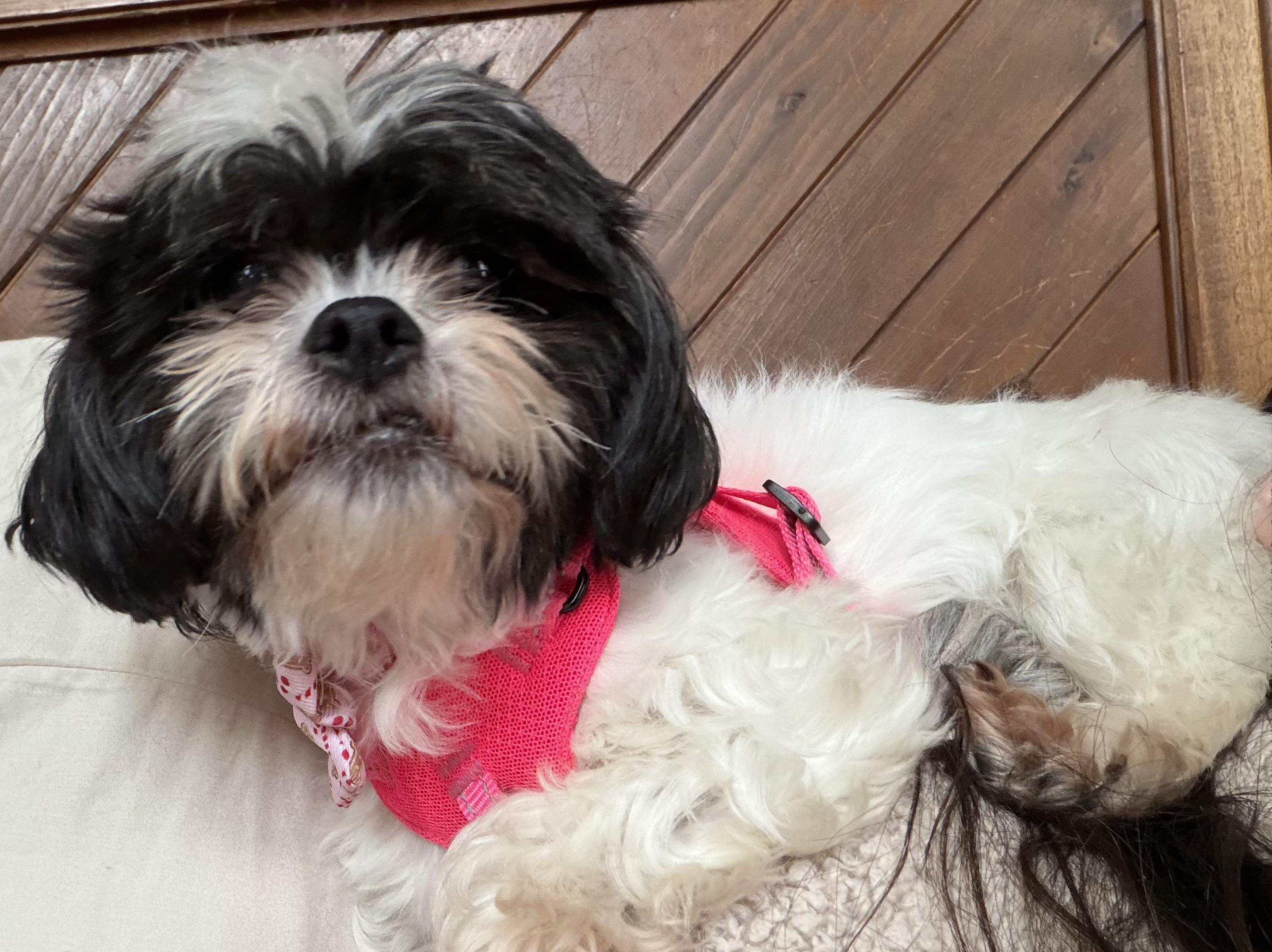 Paige, ADOPTABLE, Adult Female Shih Tzu.