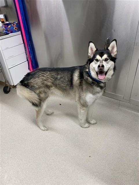 Enlarge JULIO, a Adoptable mixed breed in Fairbanks, AK image 1/1