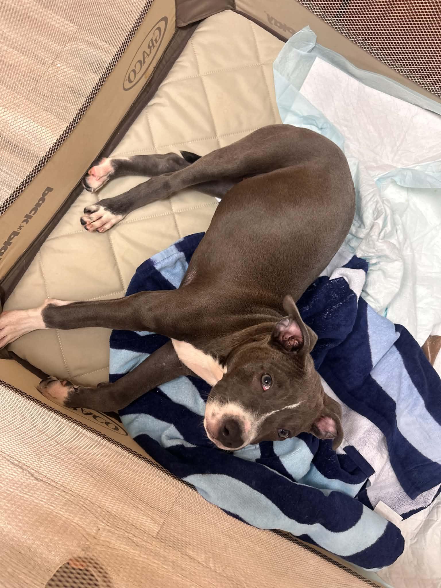 Enlarge Murph, a Adoptable Pit Bull Terrier in Levittown, NY image 2/2