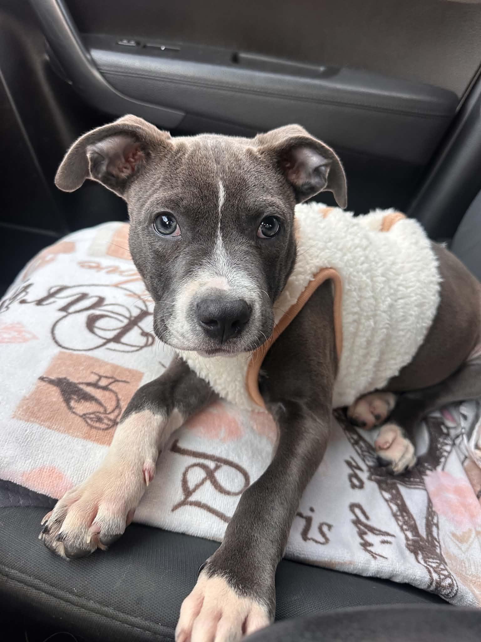 Murph, Adoptable, Puppy Male Pit Bull Terrier.