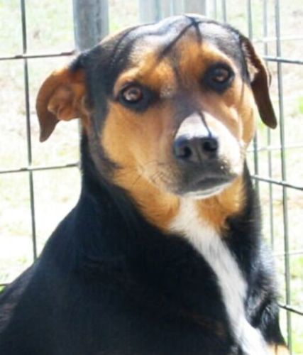 Pumpkin, a Adoptable mixed breed in Floresville, TX image 1/3