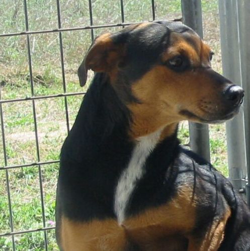 Pumpkin, a Adoptable mixed breed in Floresville, TX image 2/3