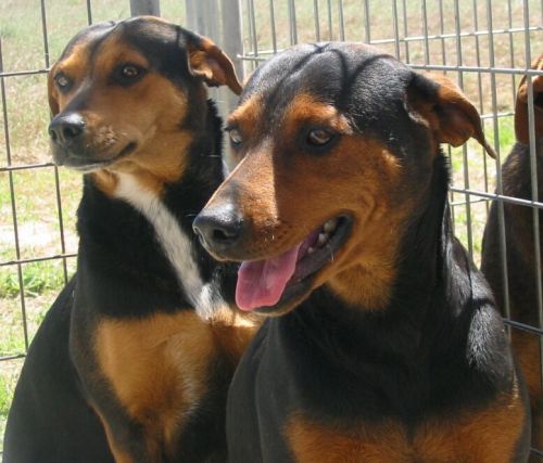 Pumpkin, a Adoptable mixed breed in Floresville, TX image 3/3