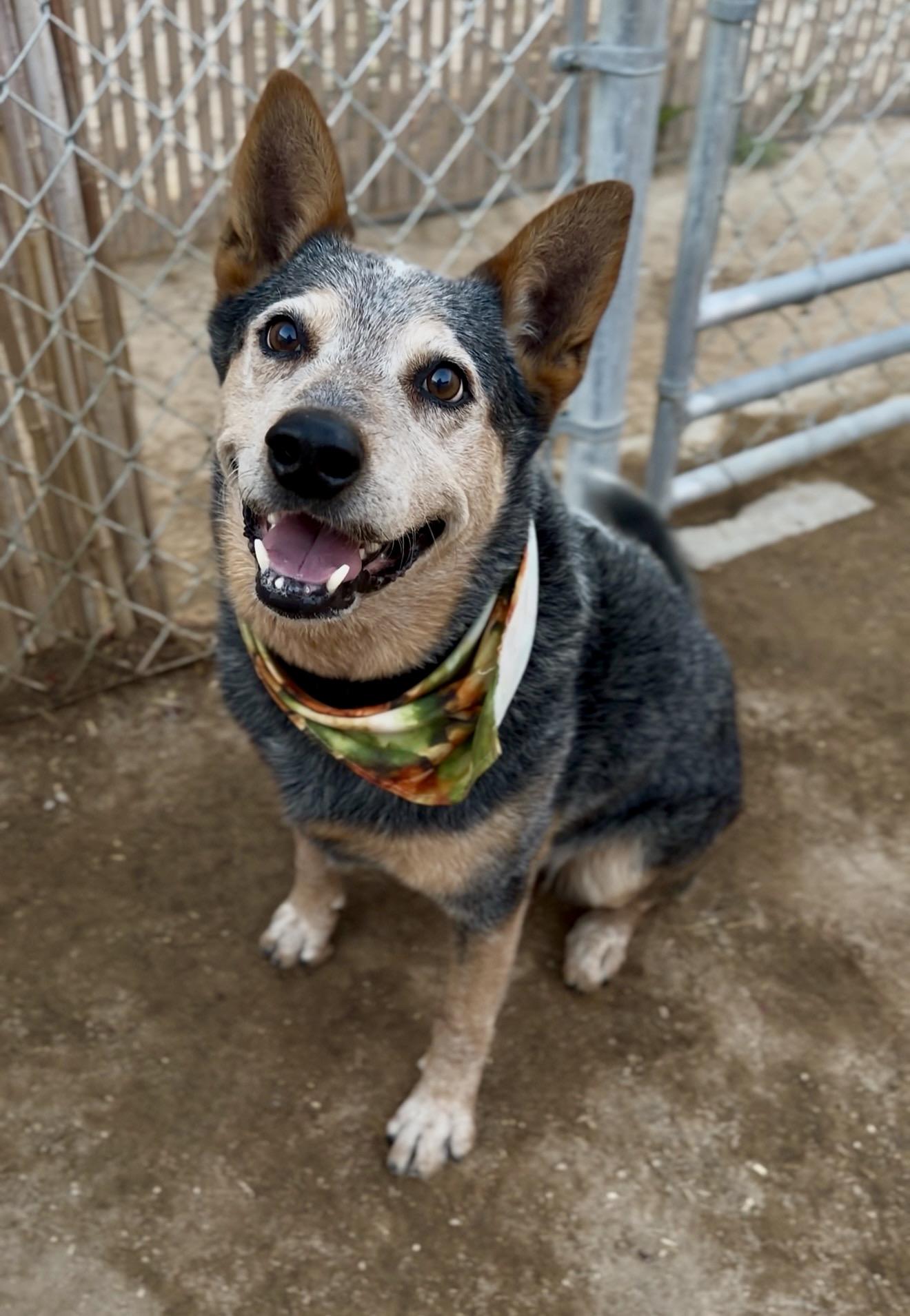 Teddy, Adoptable, Senior Male Australian Cattle Dog / Blue Heeler.