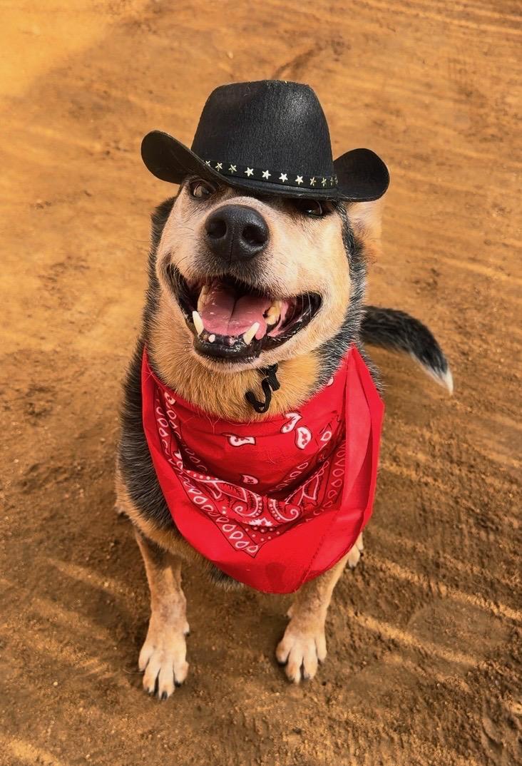 Teddy, Adoptable, Senior Male Australian Cattle Dog / Blue Heeler.