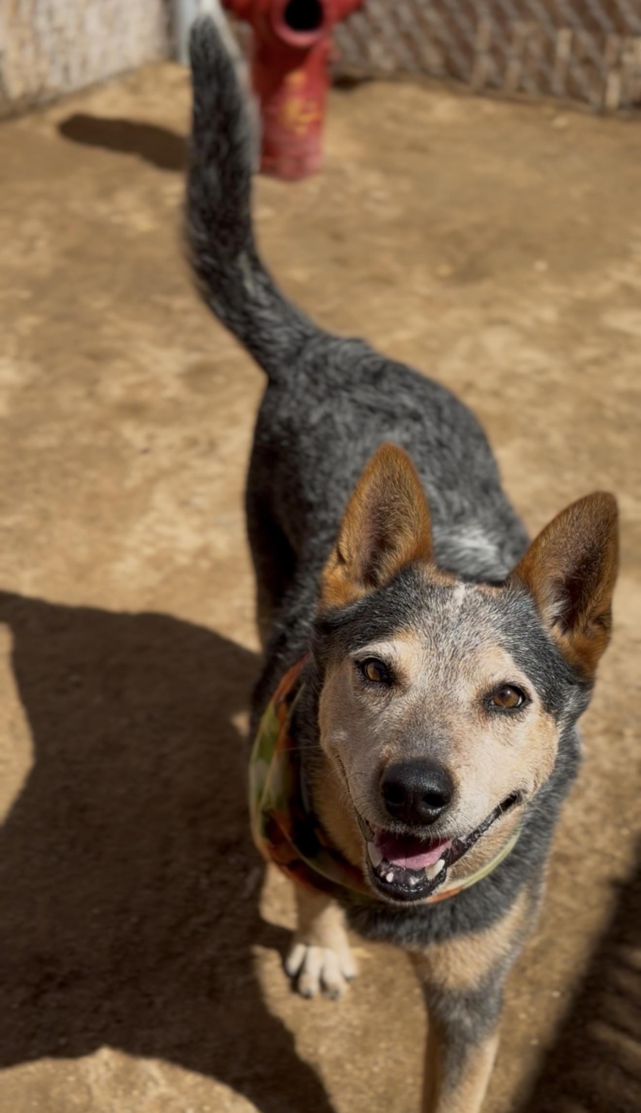 Enlarge Teddy, a Adoptable Australian Cattle Dog / Blue Heeler in Palm desert, CA image 2/6