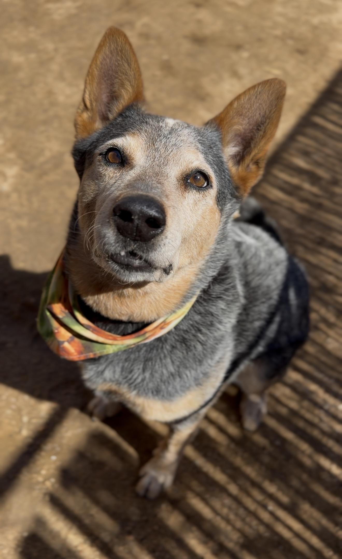 Enlarge Teddy, a Adoptable Australian Cattle Dog / Blue Heeler in Palm desert, CA image 3/6