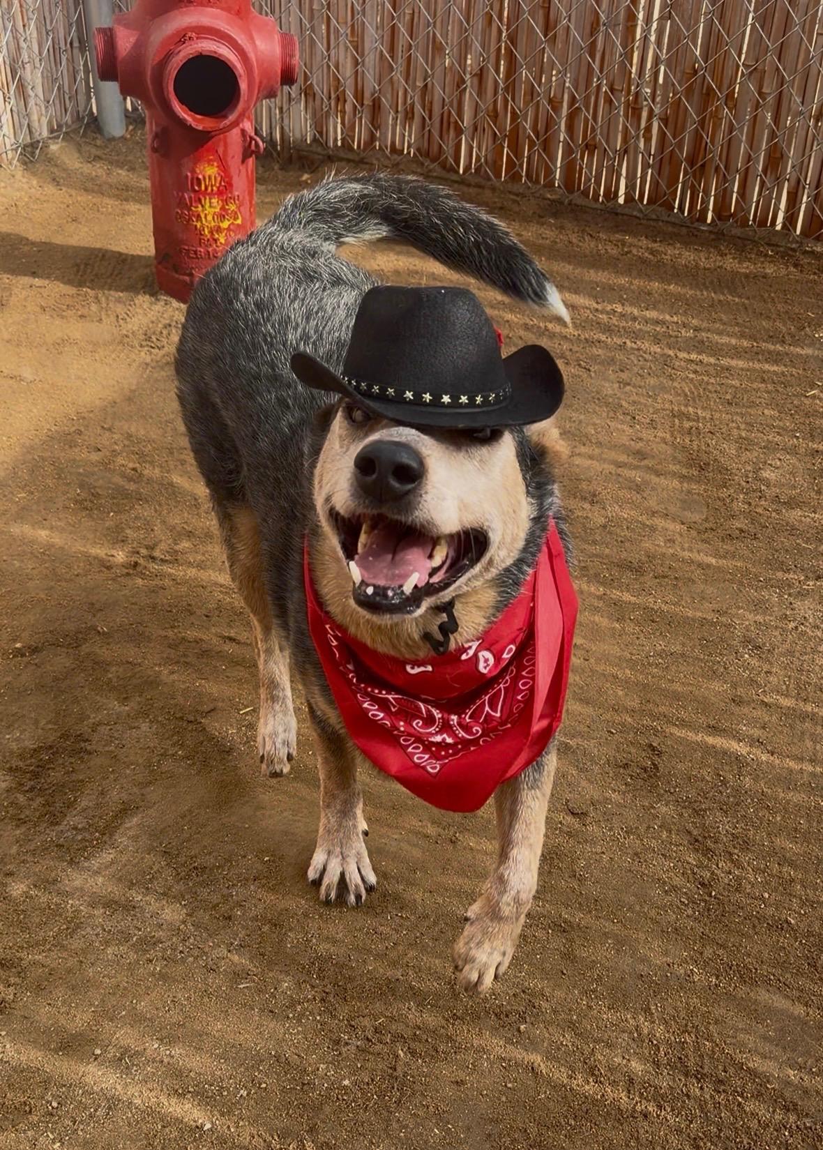 Teddy, a Adoptable Australian Cattle Dog / Blue Heeler in Palm desert, CA image 3/6