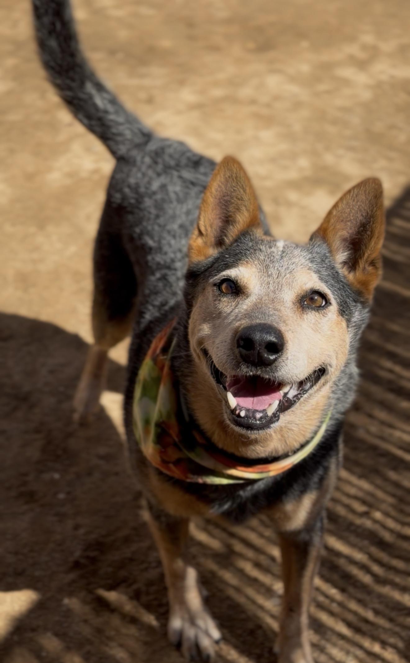 Enlarge Teddy, a Adoptable Australian Cattle Dog / Blue Heeler in Palm desert, CA image 4/6
