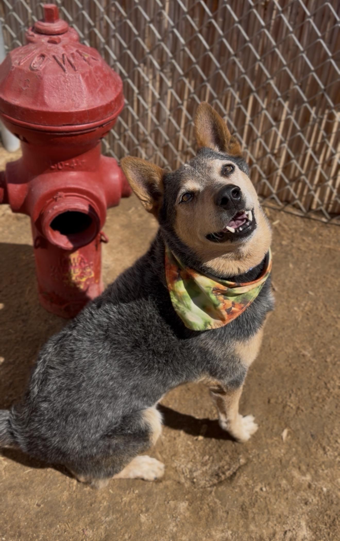 Enlarge Teddy, a Adoptable Australian Cattle Dog / Blue Heeler in Palm desert, CA image 5/6