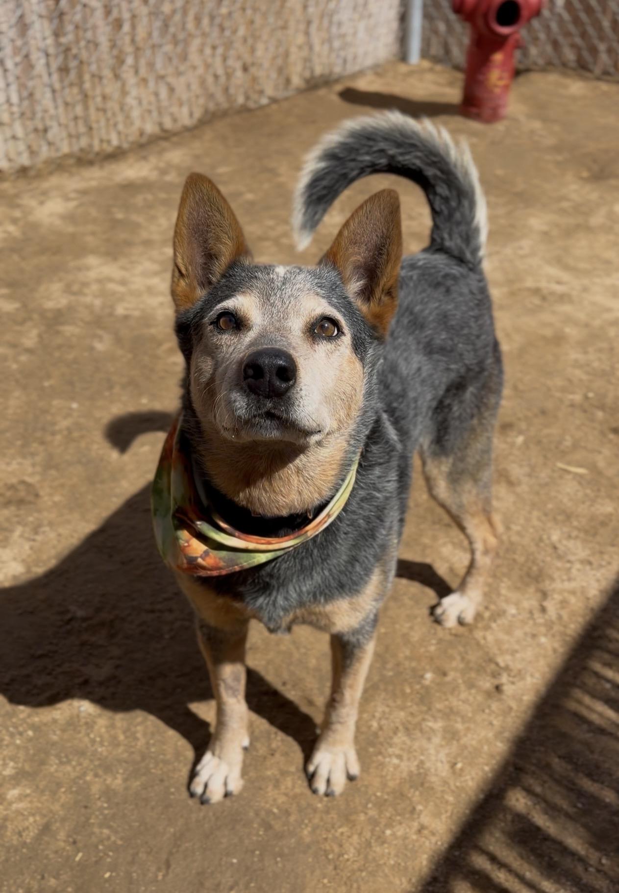 Enlarge Teddy, a Adoptable Australian Cattle Dog / Blue Heeler in Palm desert, CA image 6/6