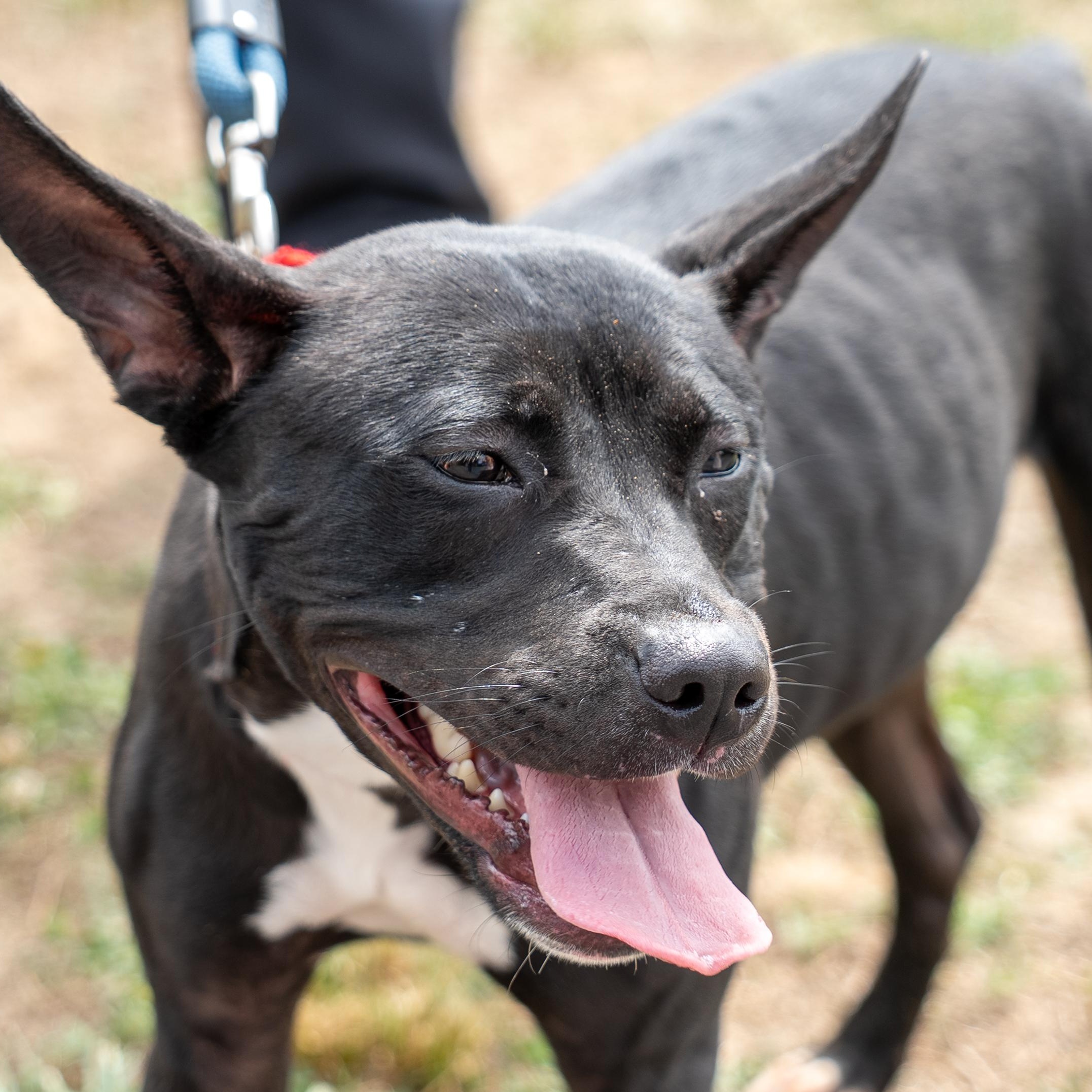 Addie, a ADOPTABLE mixed breed in King George, VA image 2/5
