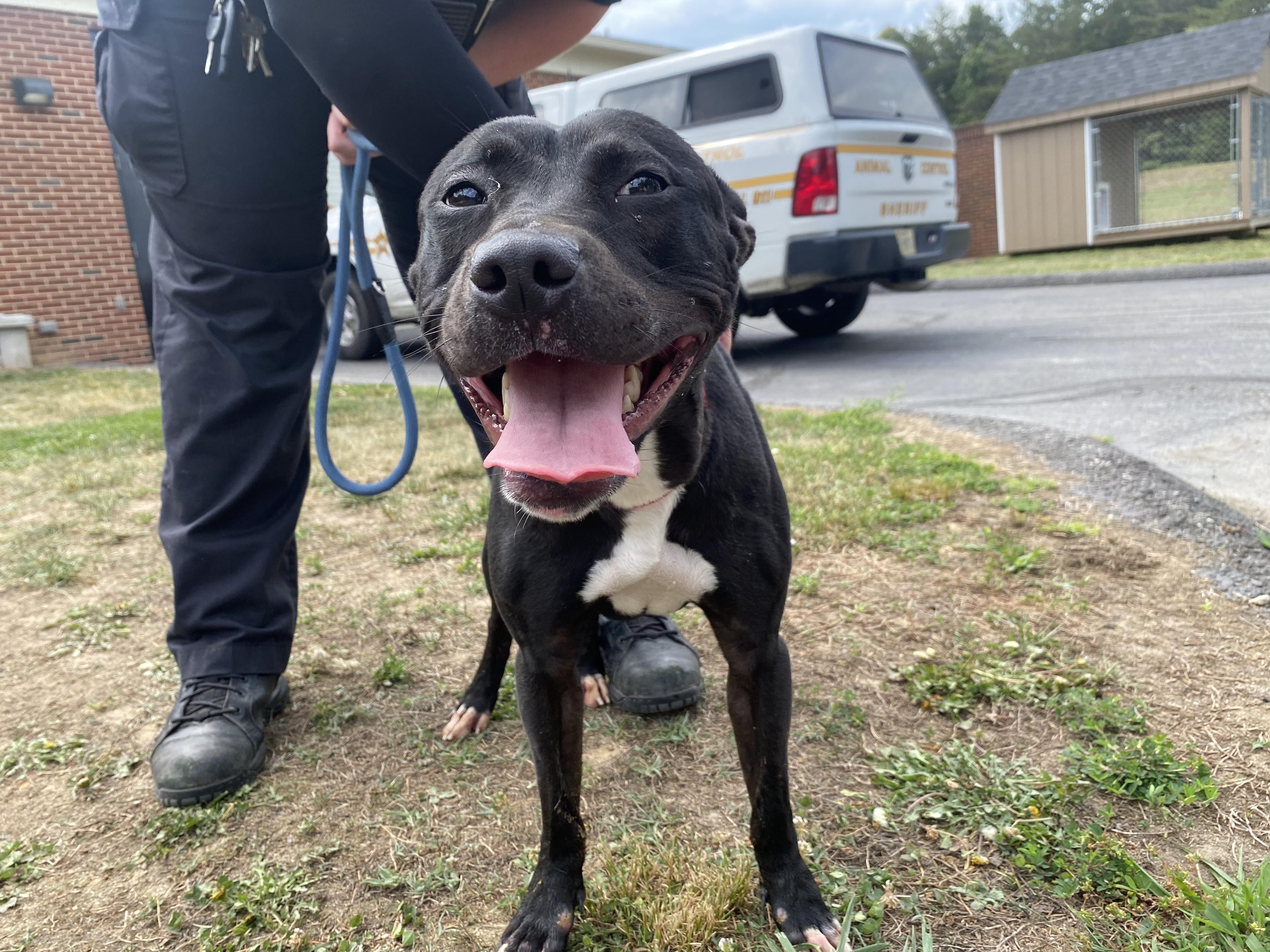Addie, a ADOPTABLE mixed breed in King George, VA image 4/5