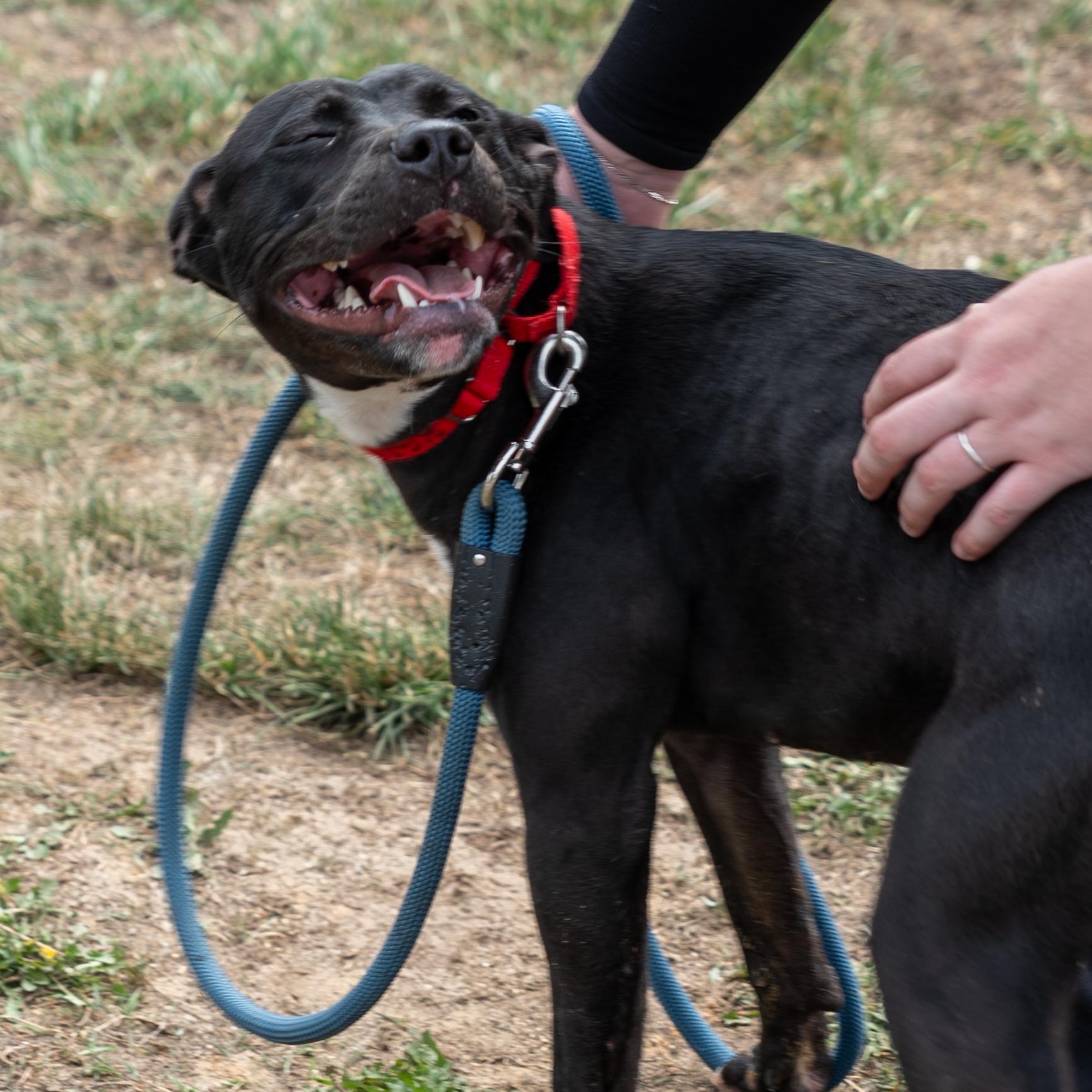 Pinky, ADOPTABLE, Young Female Pit Bull Terrier.