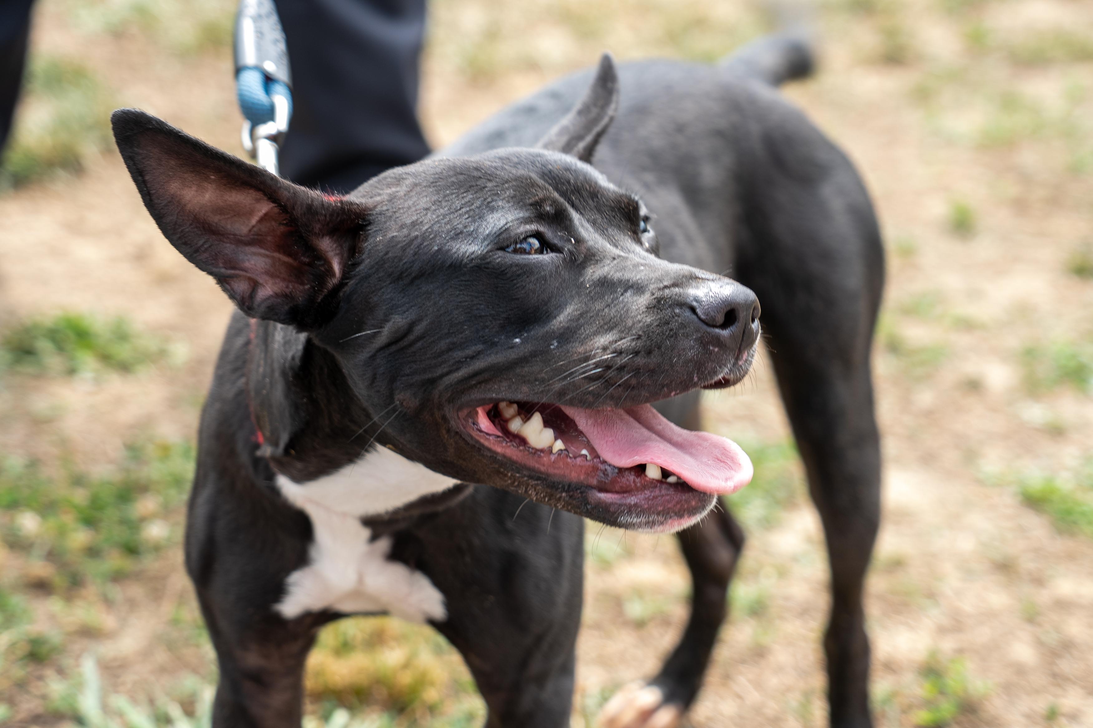 Addie, ADOPTABLE, Young Female Pit Bull Terrier.