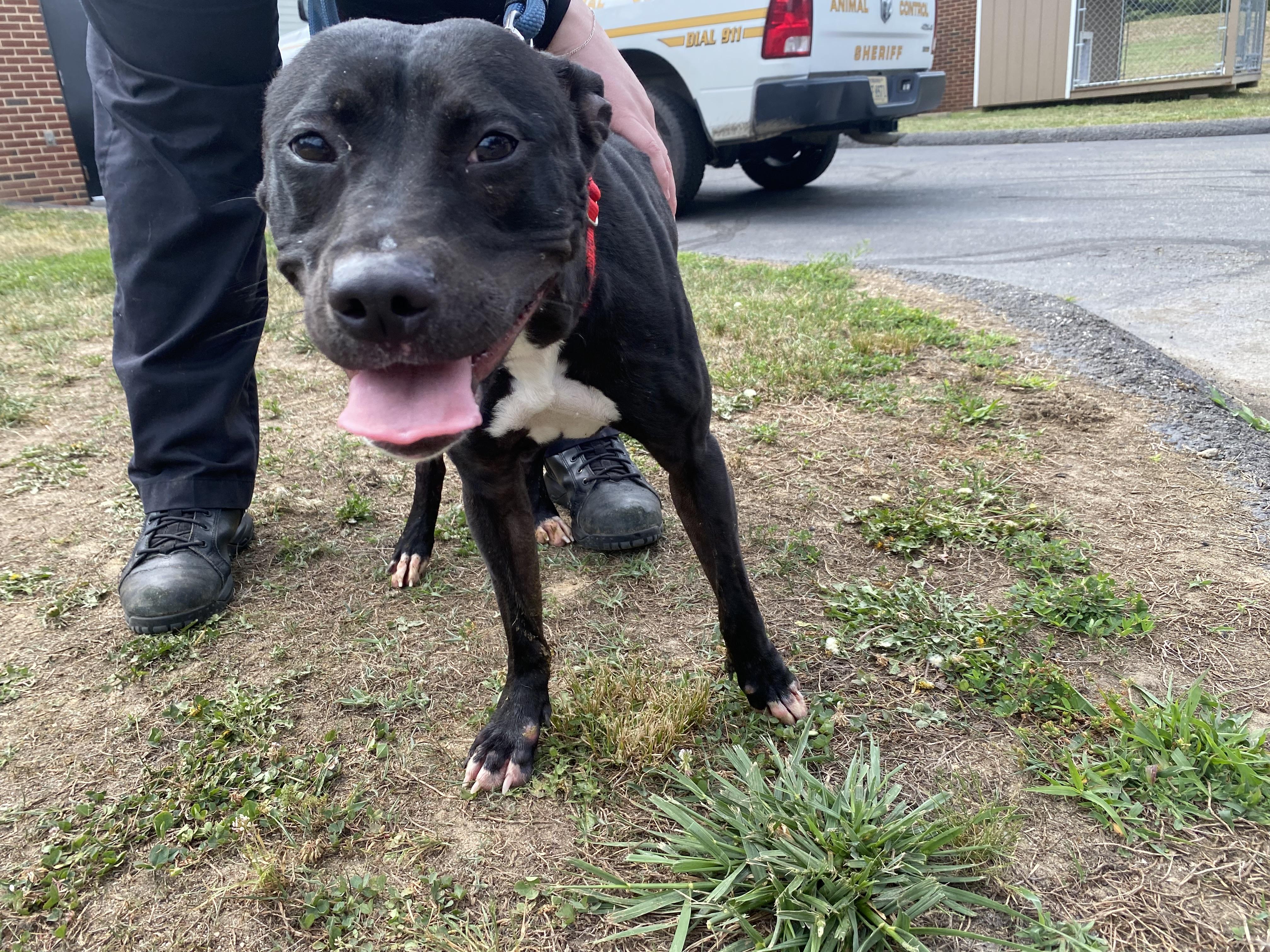 Addie, a ADOPTABLE mixed breed in King George, VA image 5/5