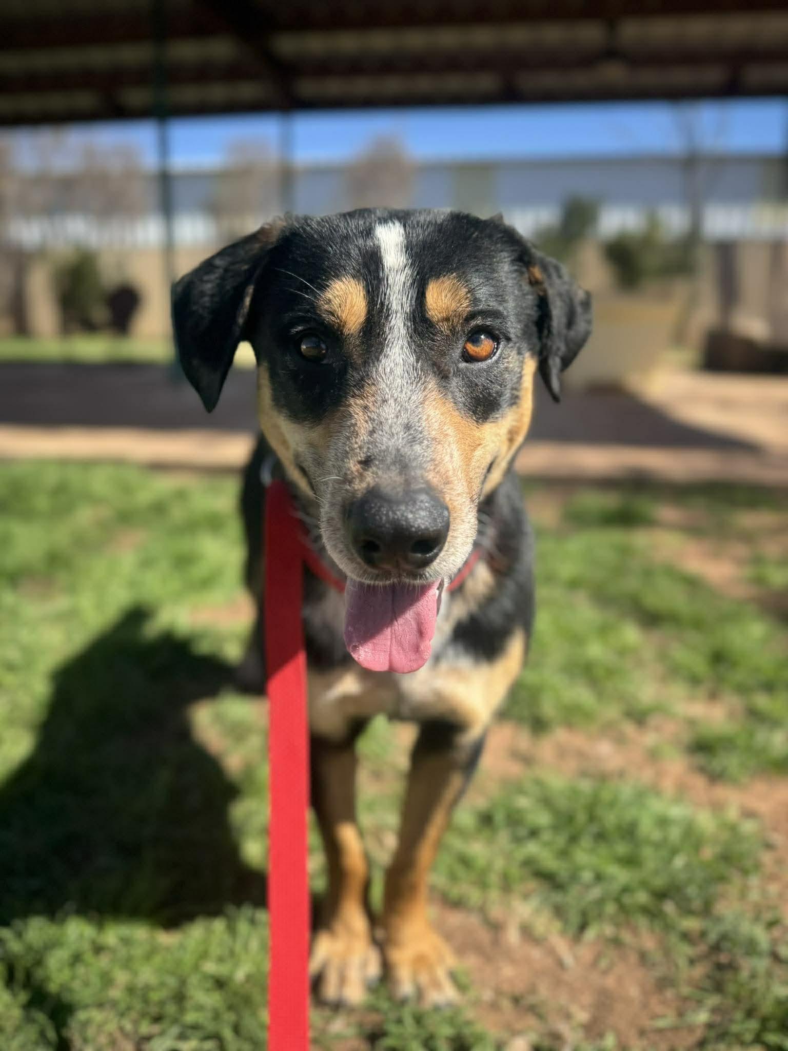 Yogi, an adopted mixed breed in Kansas City, MO image 3/5