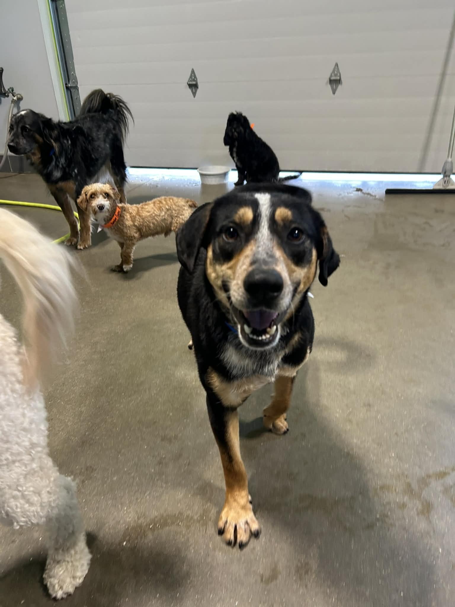 Yogi, an adopted mixed breed in Kansas City, MO image 1/5