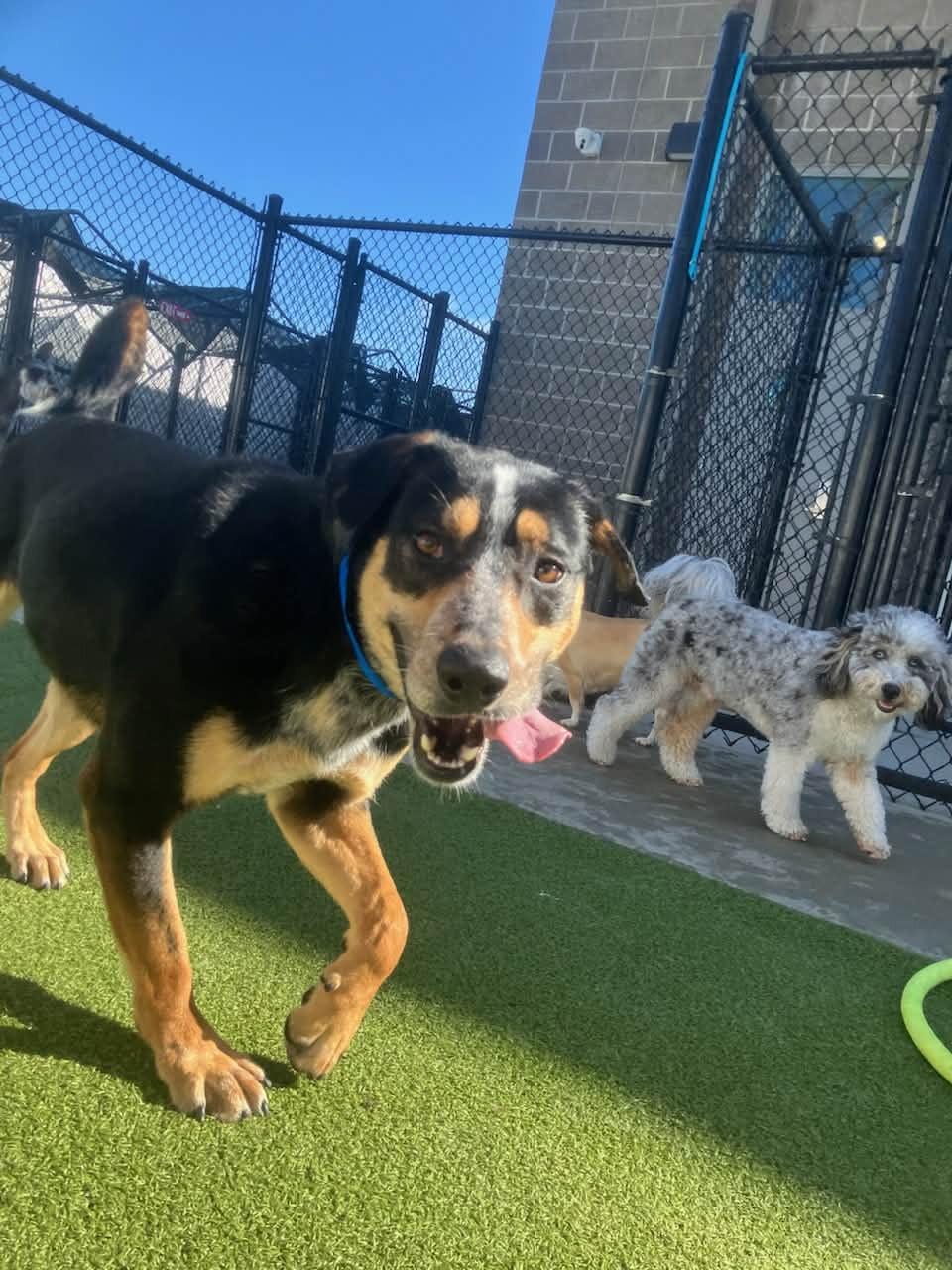 Yogi, an adopted mixed breed in Kansas City, MO image 2/5