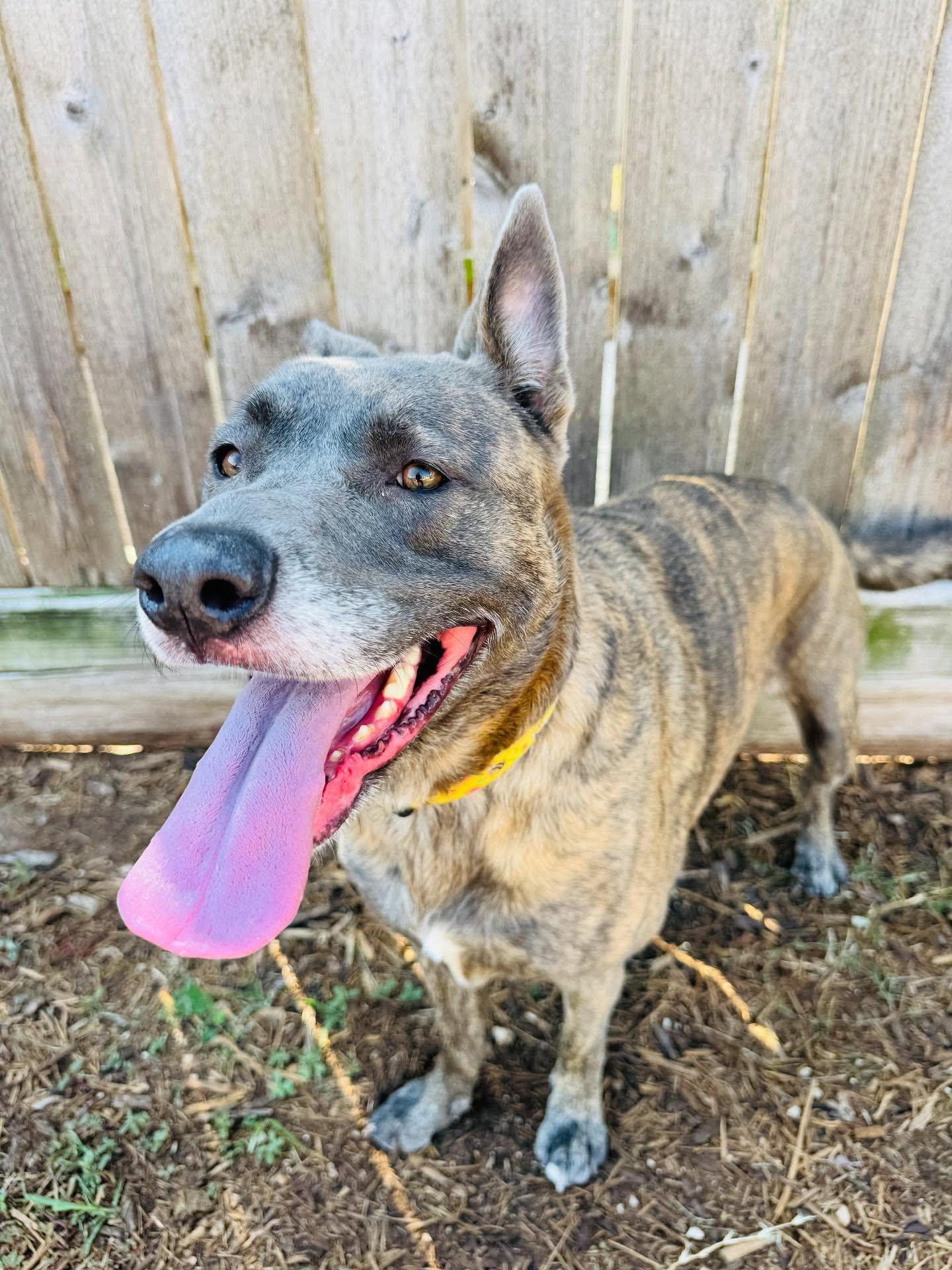 Enlarge Amber, a Adoptable mixed breed in Houston, TX image 1/3