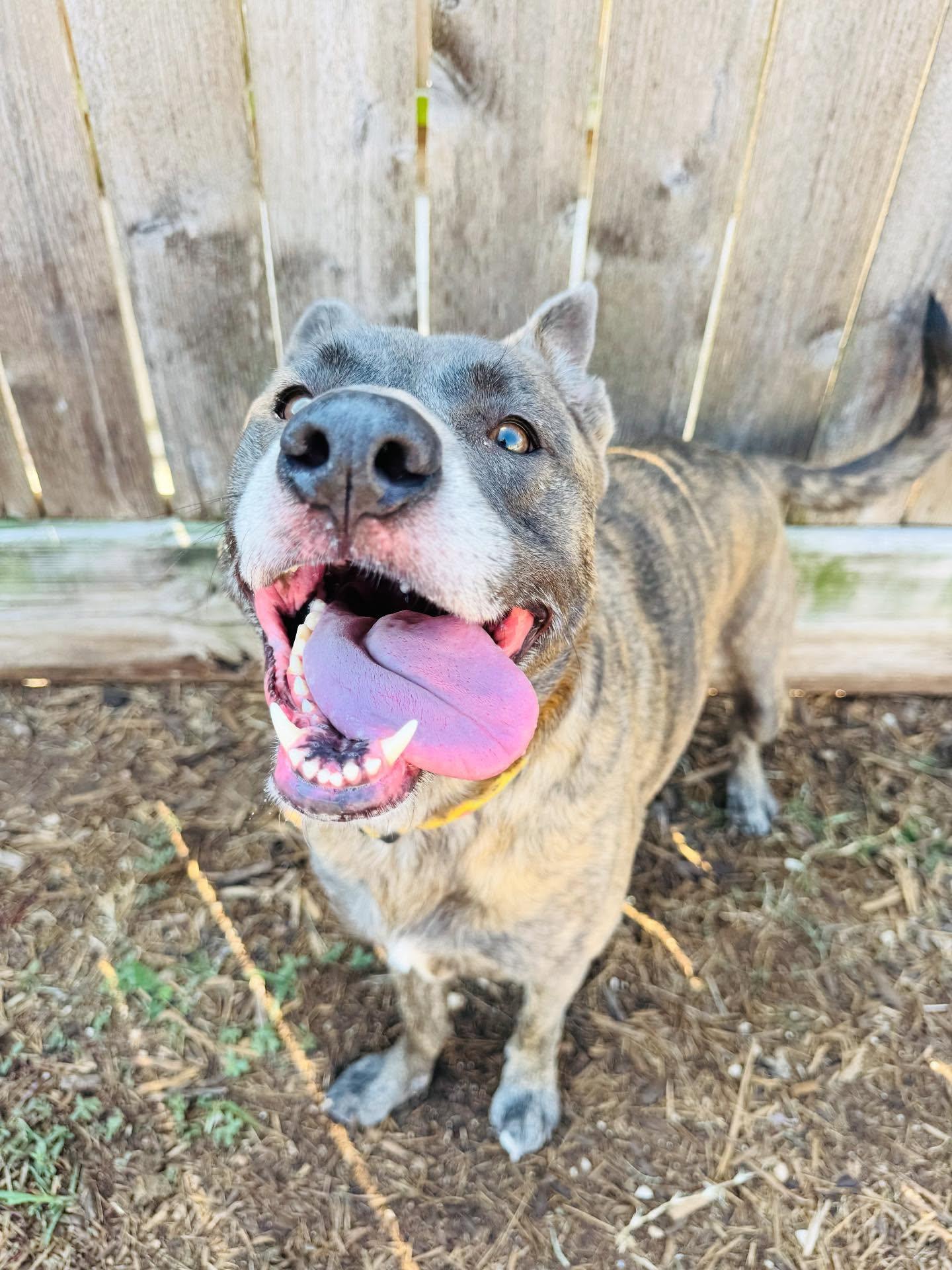 Enlarge Amber, a Adoptable mixed breed in Houston, TX image 2/3