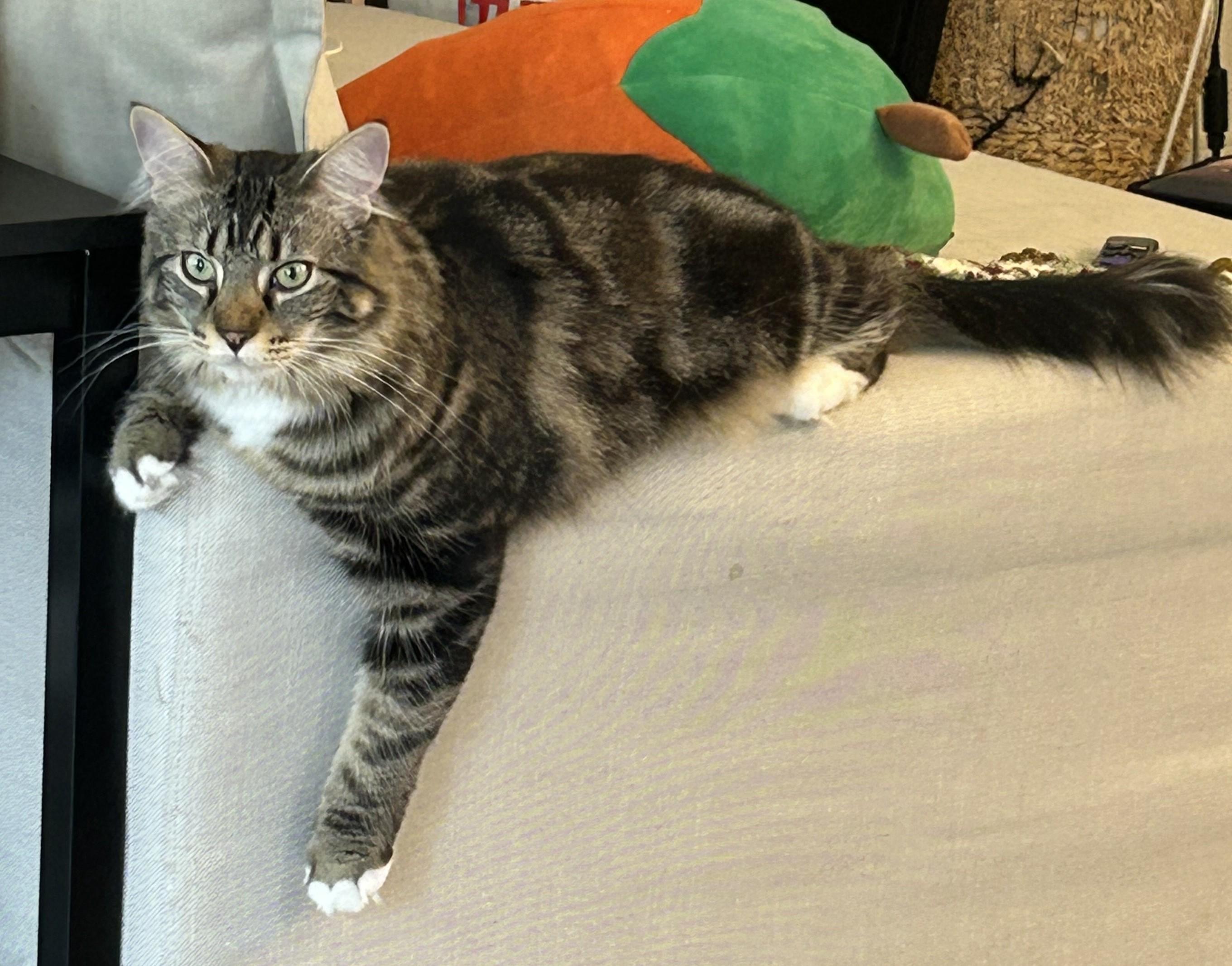 Enlarge Chenille, a Adoptable mixed breed in Saanichton, BC image 2/5