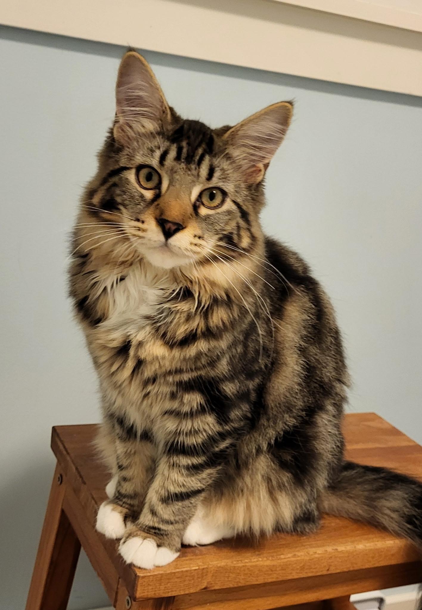 Enlarge Chenille, a Adoptable mixed breed in Saanichton, BC image 1/5