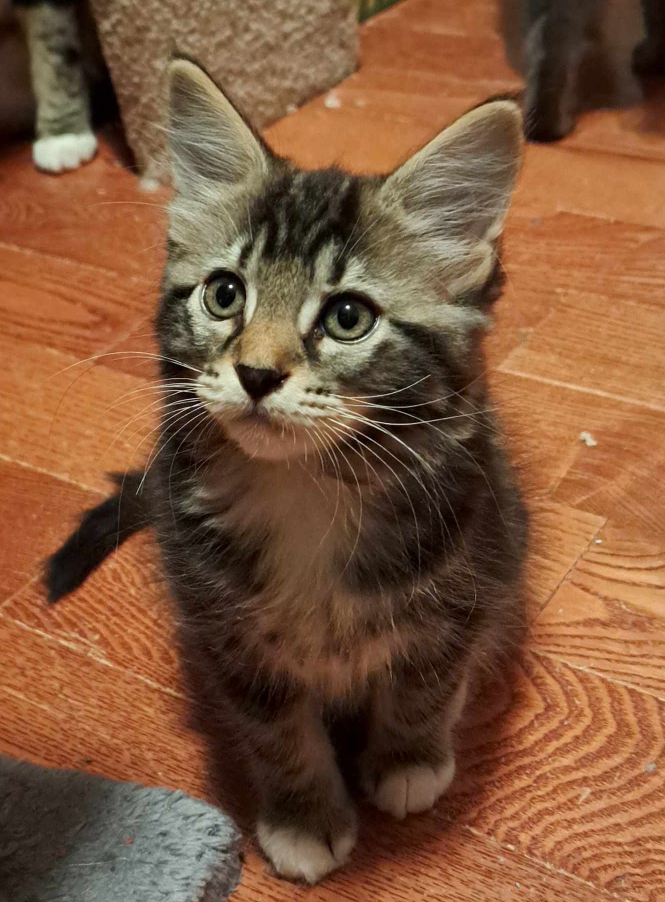 Enlarge Chenille, a Adoptable mixed breed in Saanichton, BC image 5/5