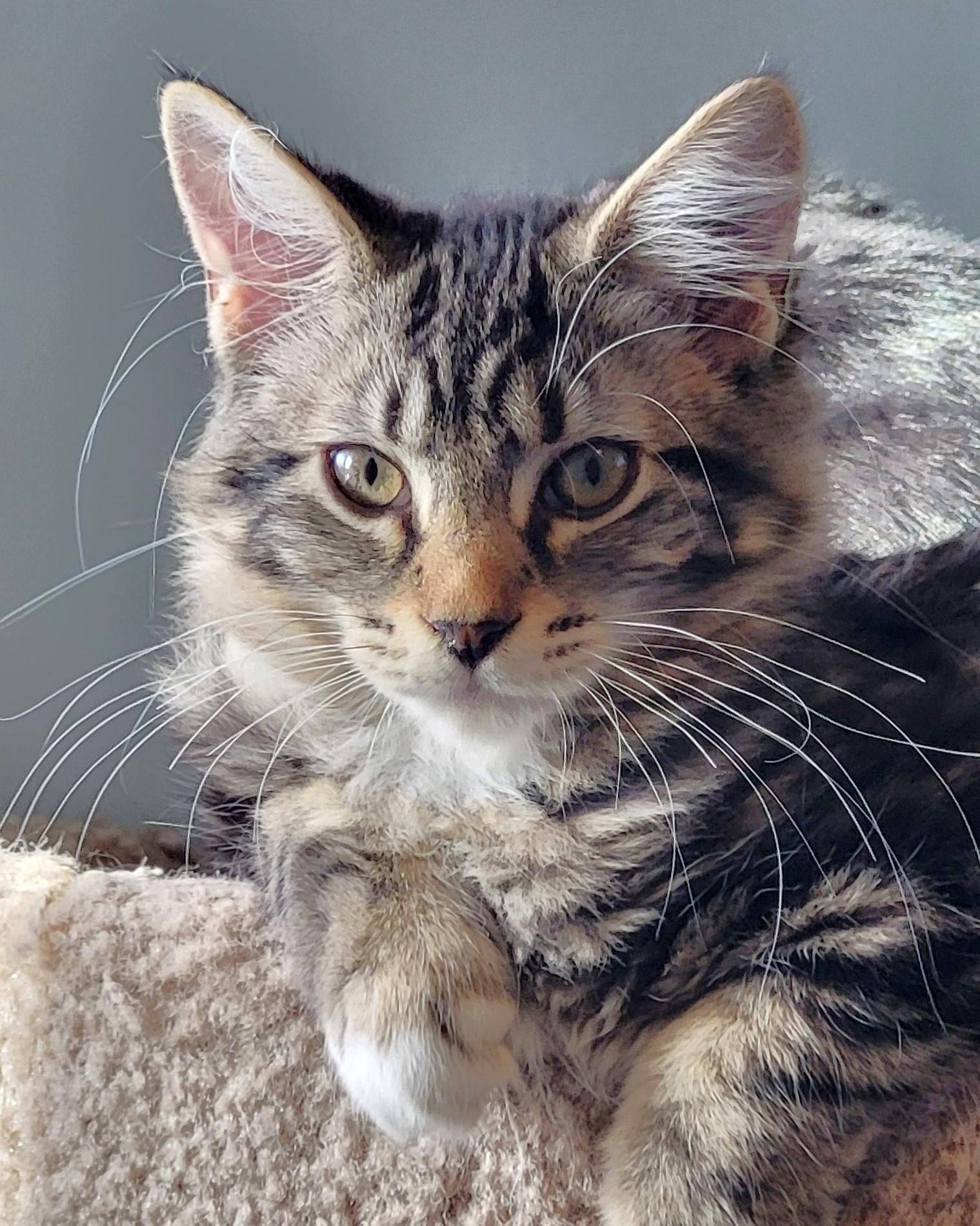 Enlarge Chenille, a Adoptable mixed breed in Saanichton, BC image 3/5