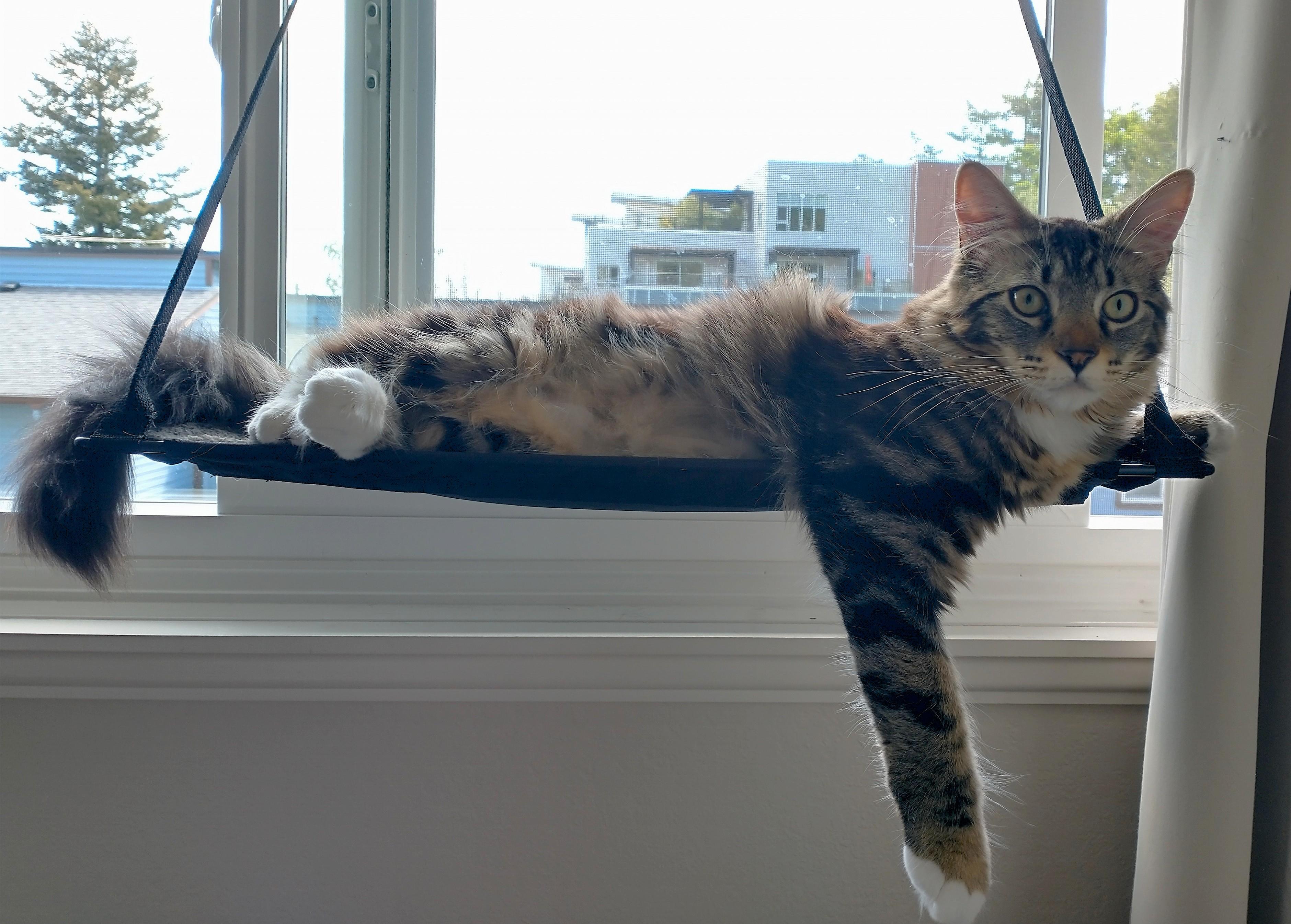 Enlarge Chenille, a Adoptable mixed breed in Saanichton, BC image 4/5