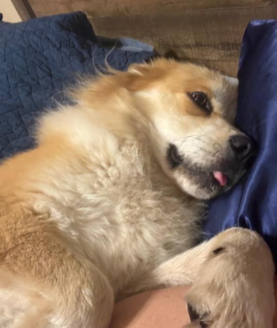 Enlarge Woogie (26-172), a Adoptable mixed breed in Minnetonka, MN image 5/5