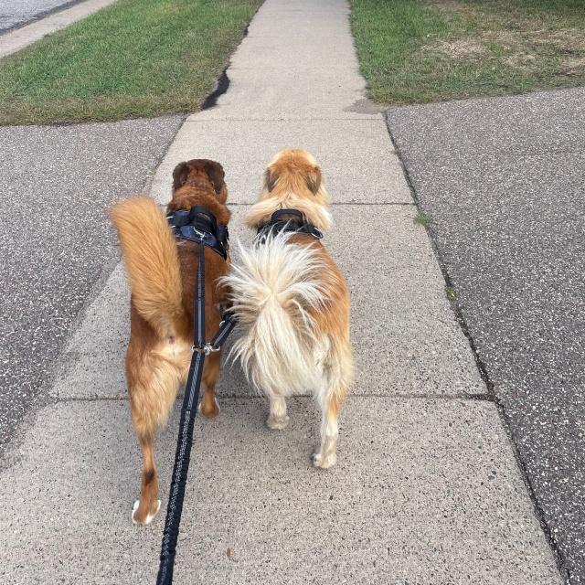 Enlarge Woogie (26-172), a Adoptable mixed breed in Minnetonka, MN image 2/5