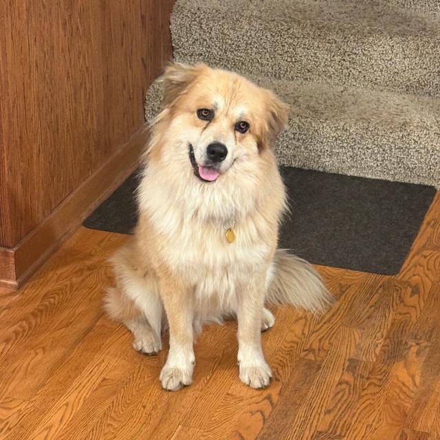 Woogie (26-172), Adoptable, Adult Male Golden Retriever.