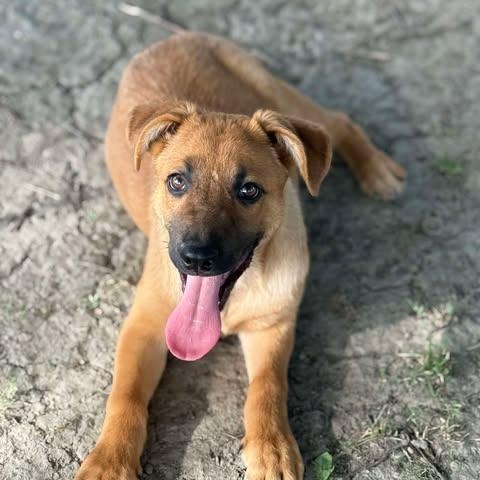 Enlarge Wesson, a Adopted mixed breed in Plainfield, IL image 1/6