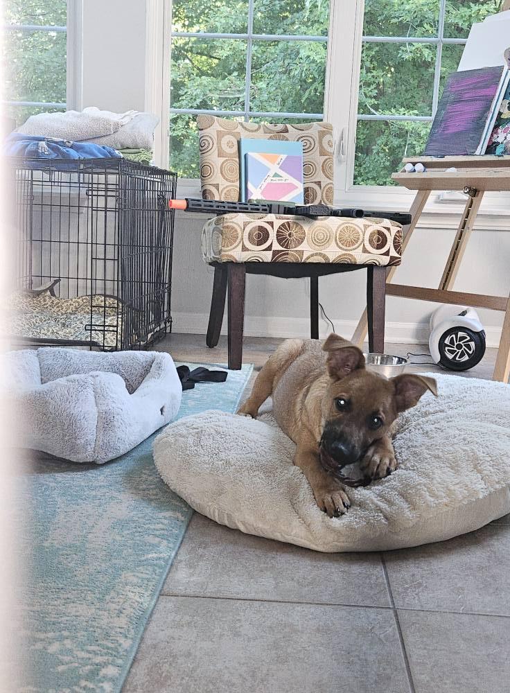 Enlarge Wesson, a Adopted mixed breed in Plainfield, IL image 6/6