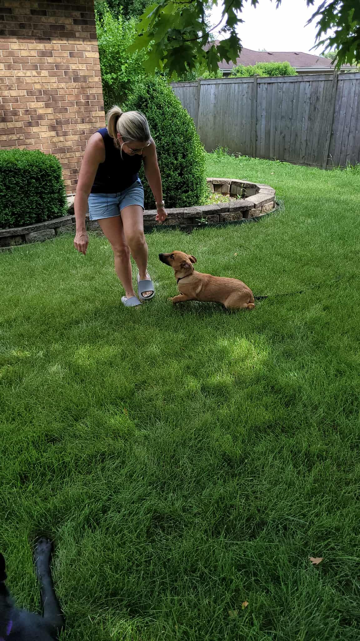 Enlarge Wesson, a Adopted mixed breed in Plainfield, IL image 2/6