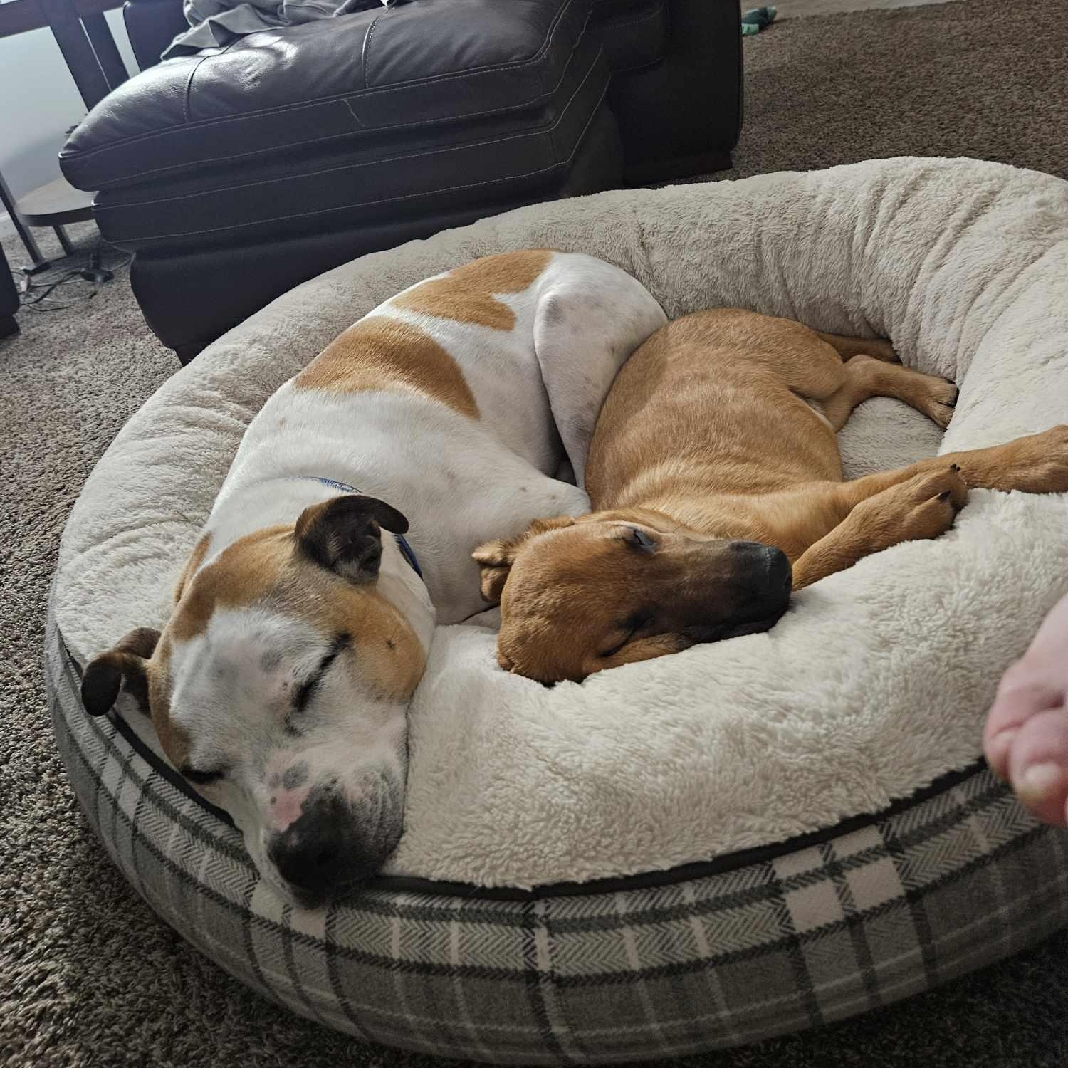 Enlarge Wesson, a Adopted mixed breed in Plainfield, IL image 3/6