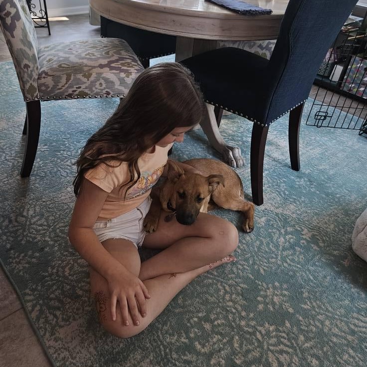 Enlarge Wesson, a Adopted mixed breed in Plainfield, IL image 4/6