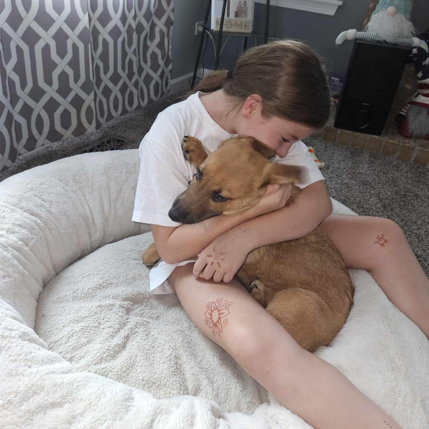 Enlarge Wesson, a Adopted mixed breed in Plainfield, IL image 5/6