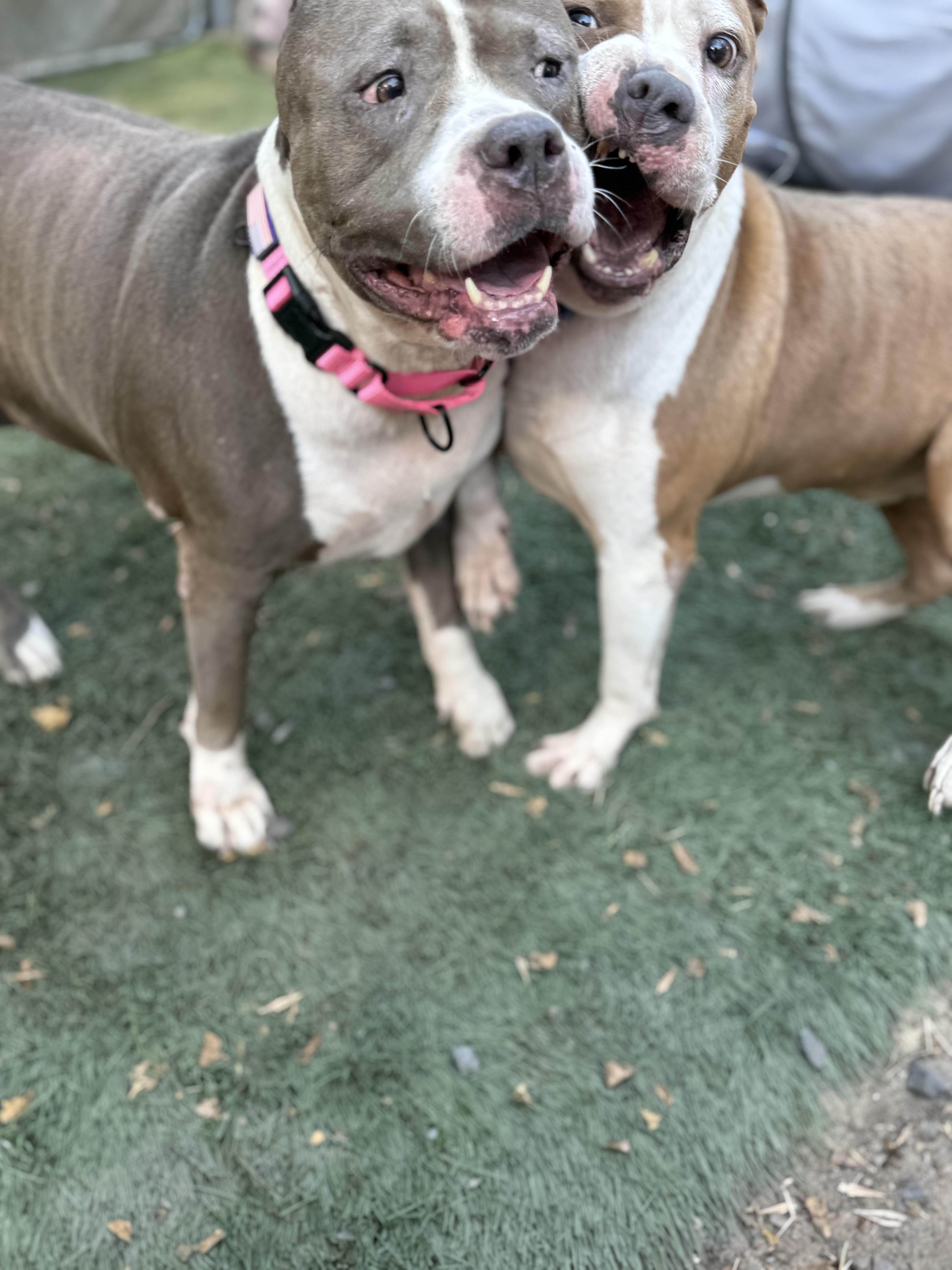 China, a Adoptable mixed breed in Albany , NY image 3/6