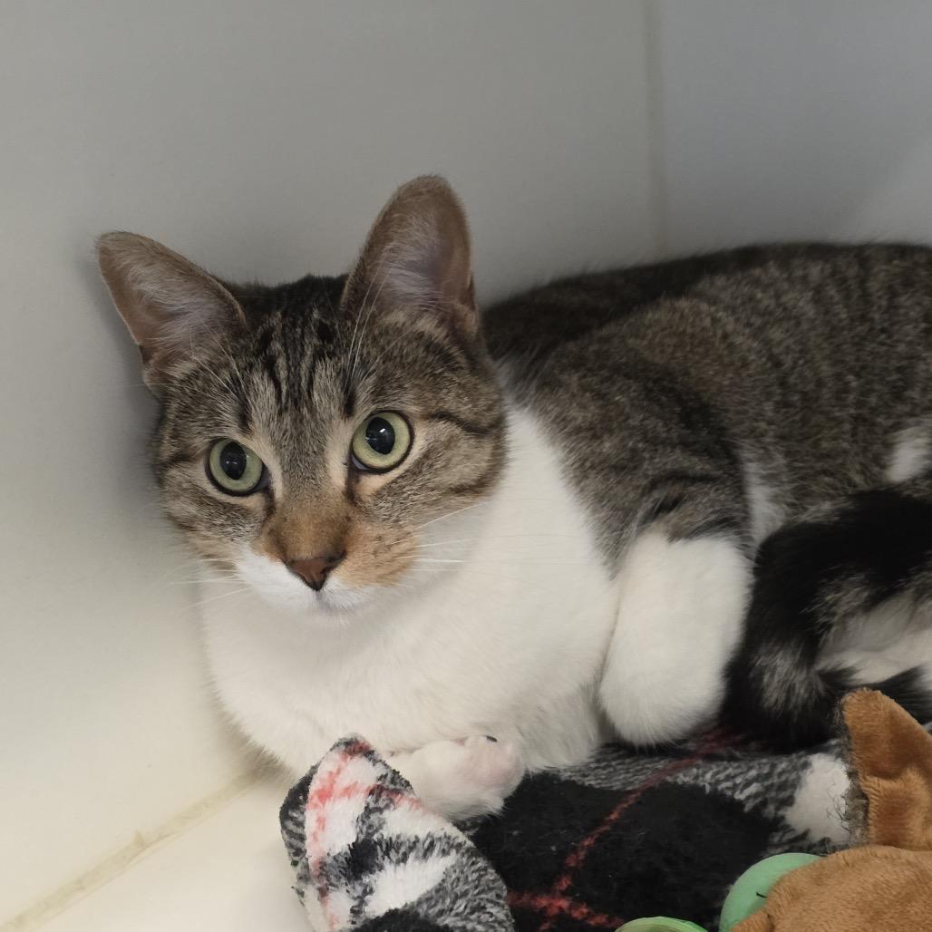 Kaya, Adoptable, Adult Female Domestic Short Hair.