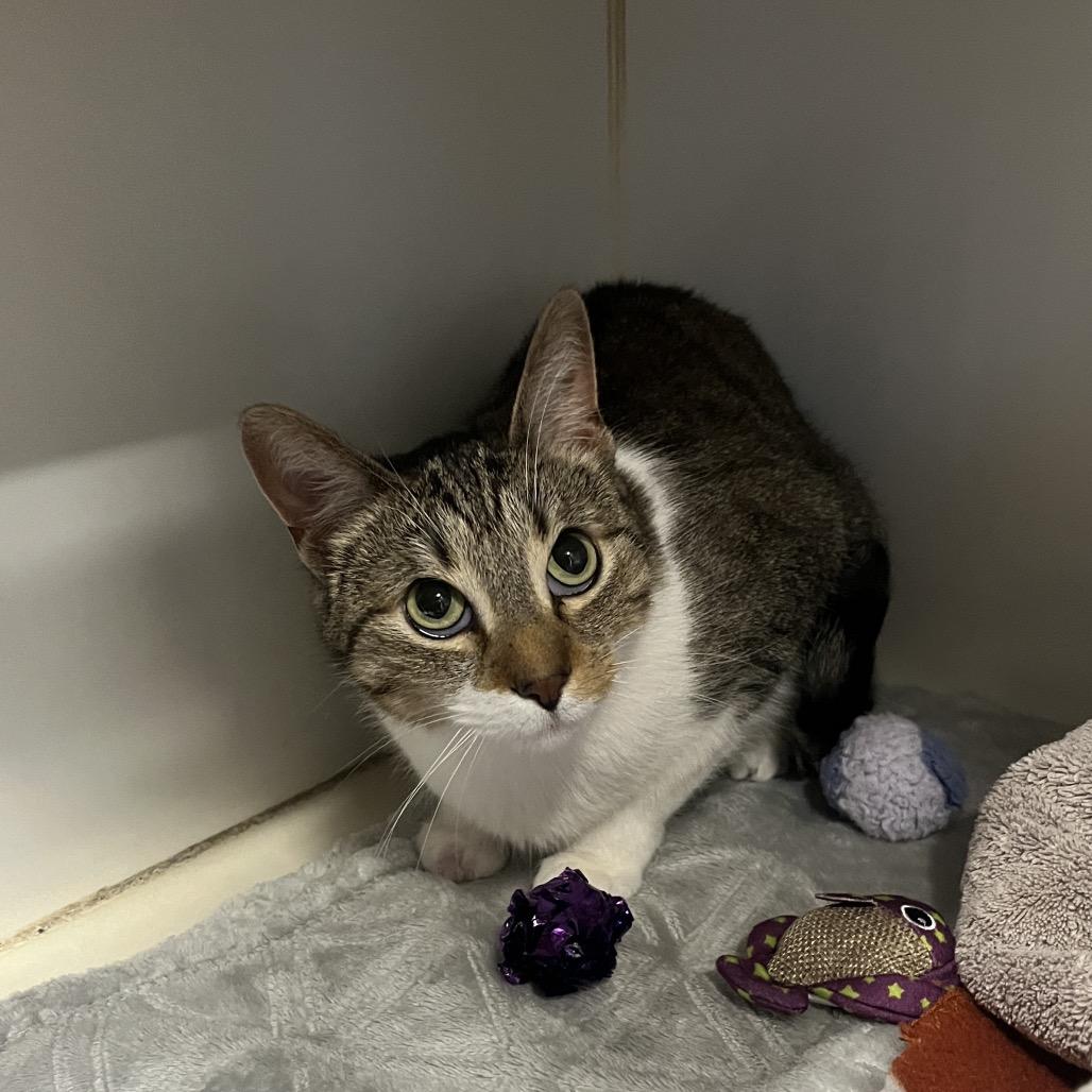 Kaya, a Adoptable Domestic Short Hair in Hinsdale, IL image 2/2